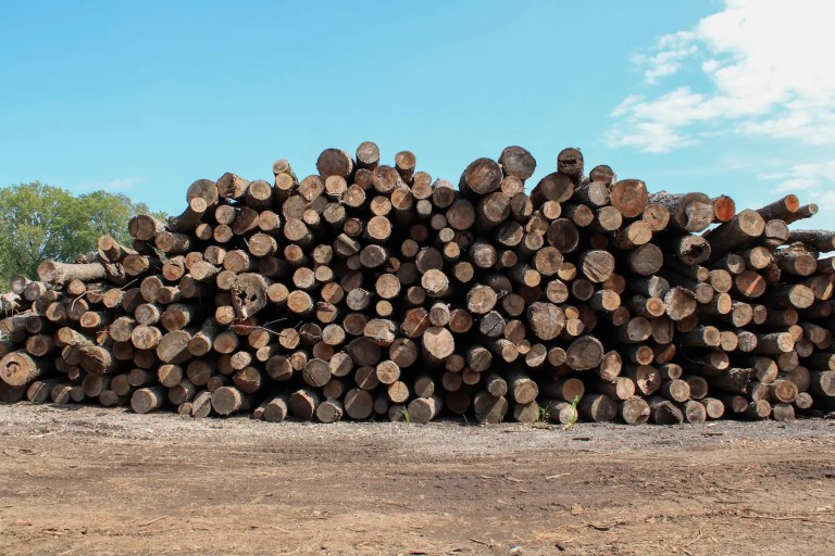 Cherry logs down 12 to 18 months with weathered grey checked end grain, still unseasoned inside