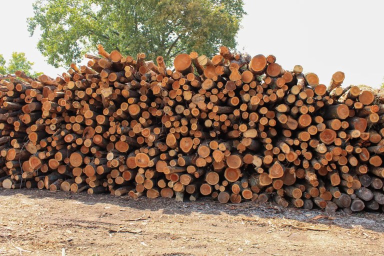 Freshly cut Wisconsin black cherry logs with bright orange-pink end grain, delivered to the Best Burn yard